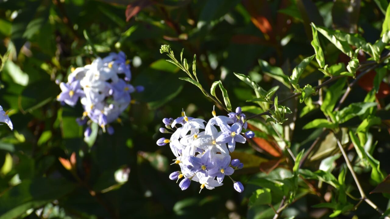 初々しい白・黄・薄紫のツルハナナスの花202008-1