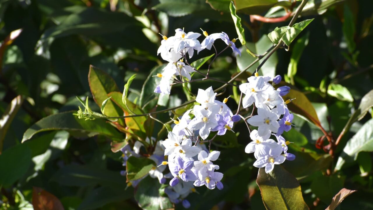 初々しい白・黄・薄紫のツルハナナスの花202008-2