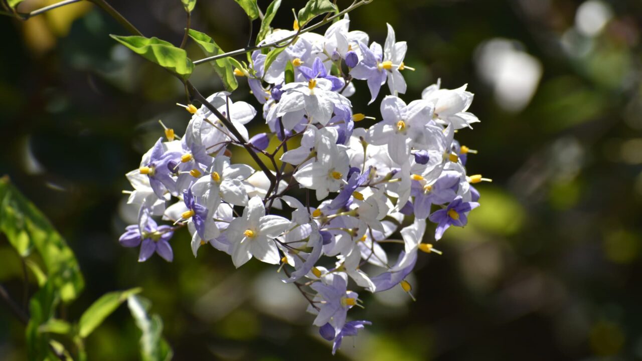 初々しい白・黄・薄紫のツルハナナスの花202008-3