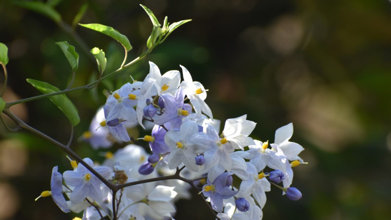 初々しい白・黄・薄紫のツルハナナスの花202008-4