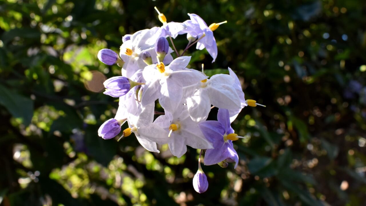 初々しい白・黄・薄紫のツルハナナスの花202008-5