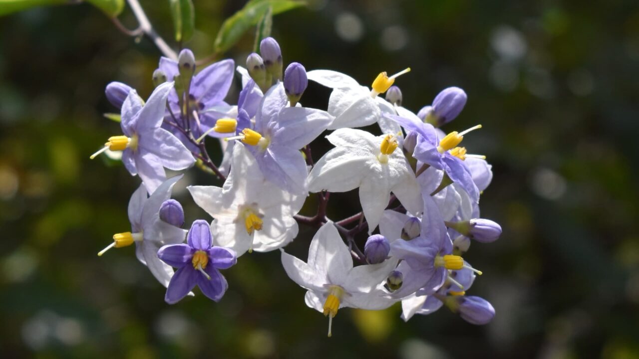 初々しい白・黄・薄紫のツルハナナスの花202008-6