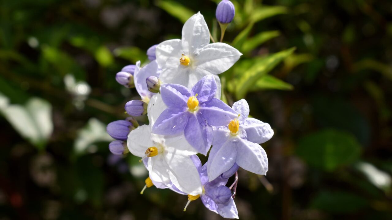 初々しい白・黄・薄紫のツルハナナスの花202008-7