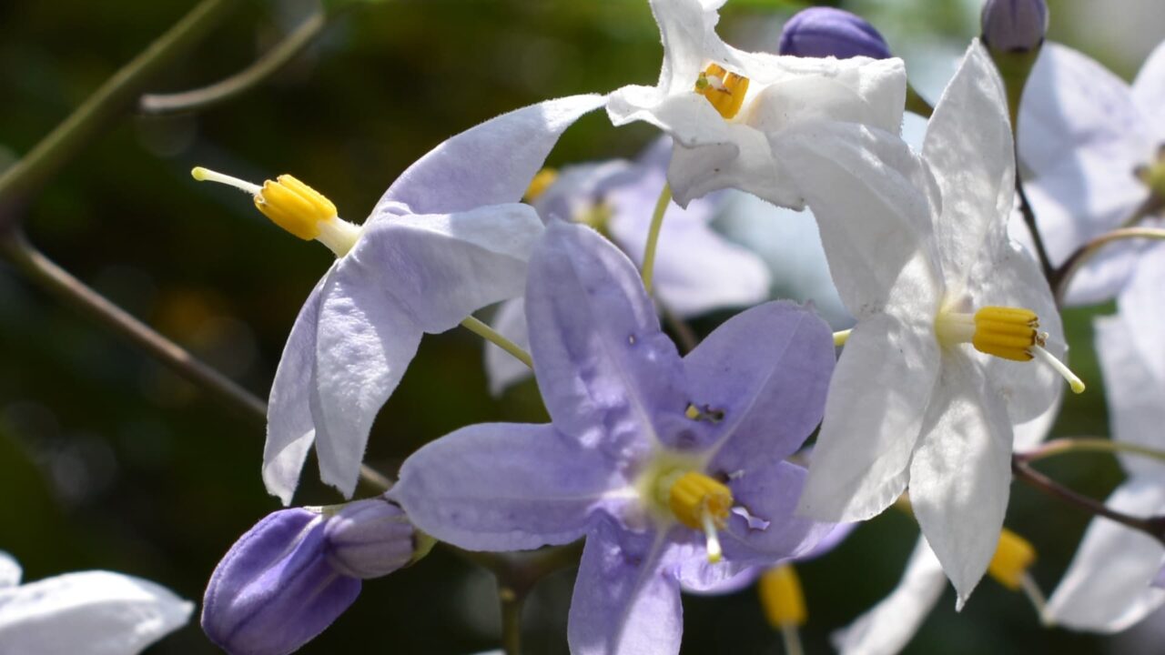初々しい白・黄・薄紫のツルハナナスの花202008-8