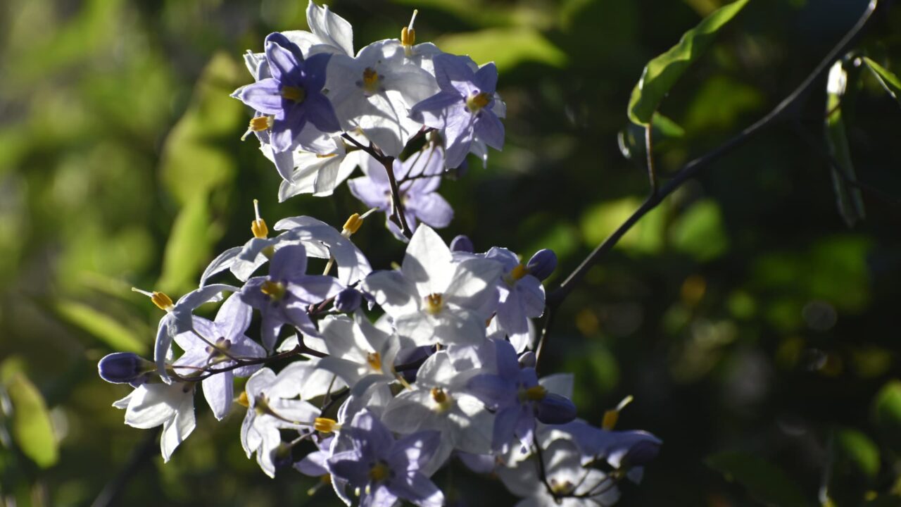垣根から枝垂れるツルハナナスの花房202008-1