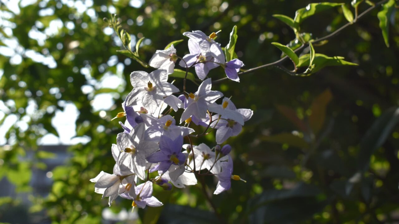 垣根から枝垂れるツルハナナスの花房202008-2