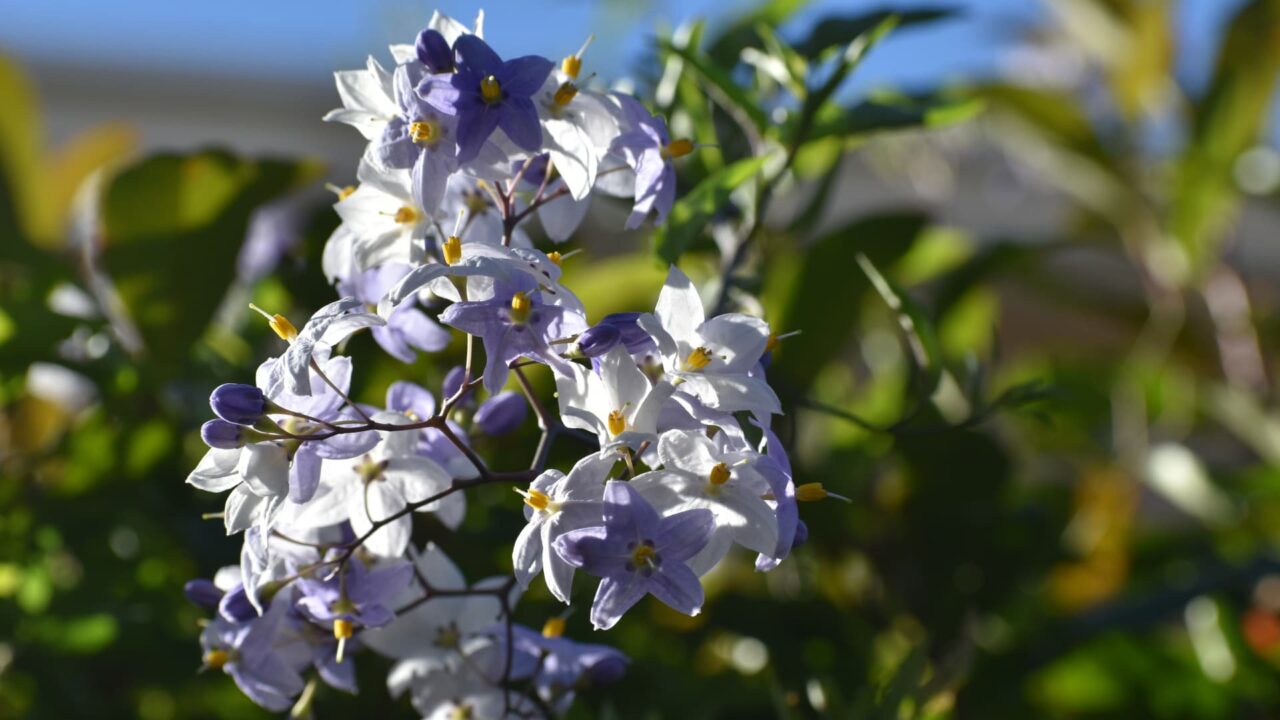 垣根から枝垂れるツルハナナスの花房202008-3