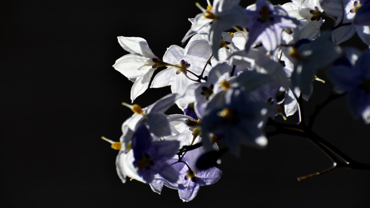 垣根から枝垂れるツルハナナスの花房202008-4