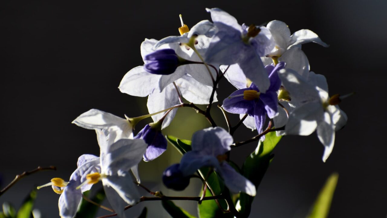 垣根から枝垂れるツルハナナスの花房202008-5
