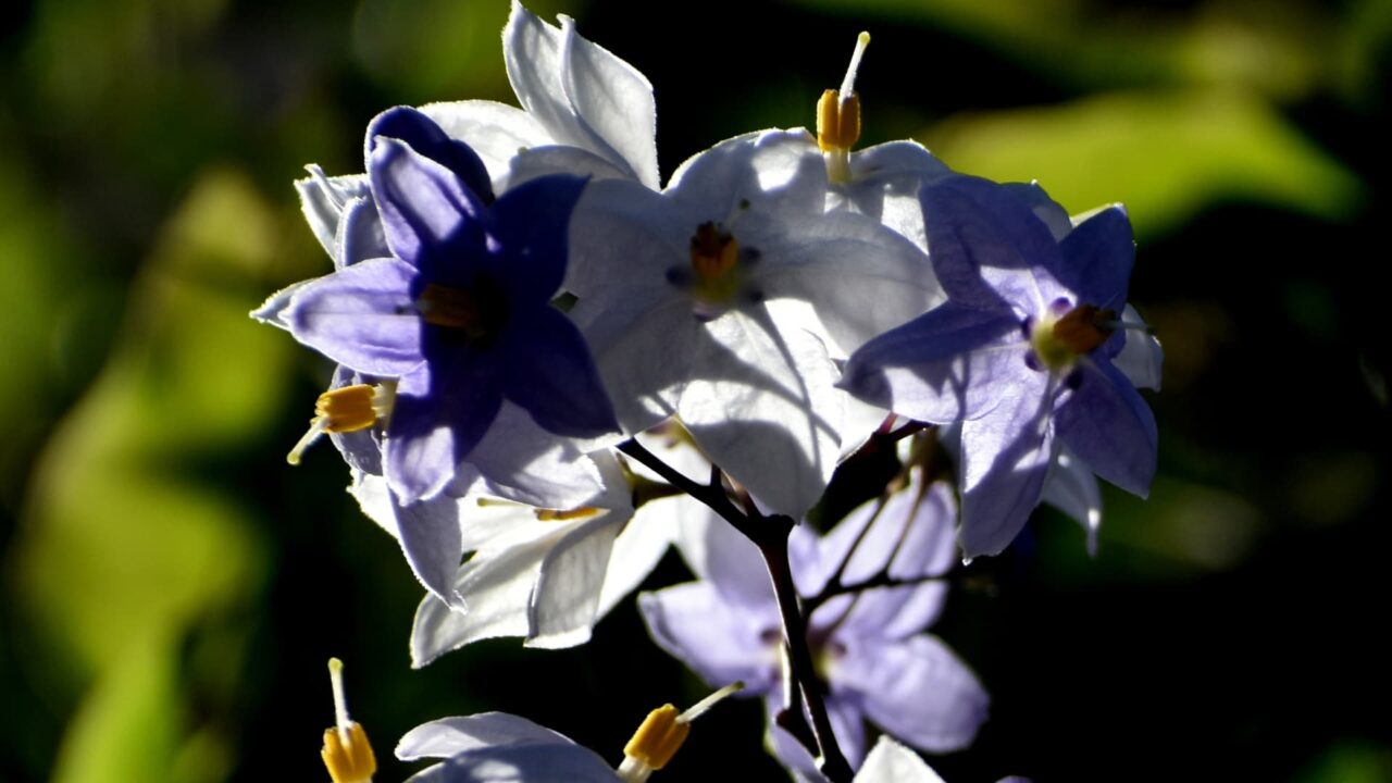 垣根から枝垂れるツルハナナスの花房202008-6