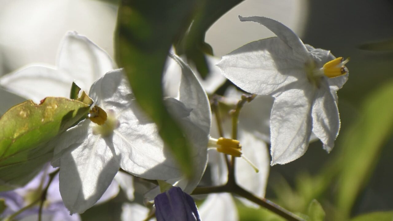 上向きのツルハナナスの花（拡大）202006-1