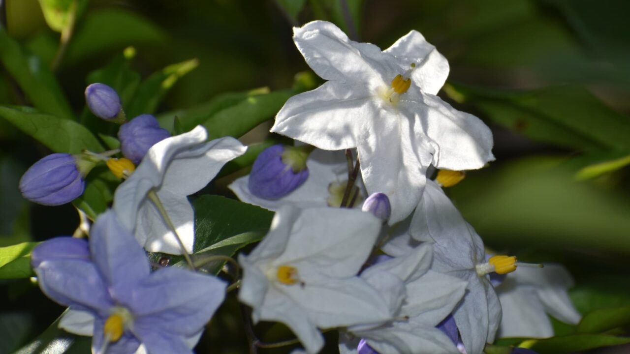 上向きのツルハナナスの花（拡大）202008-2