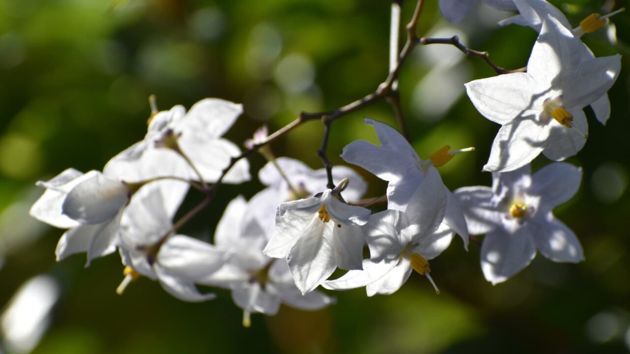 ツルハナナスの花（拡大）202006-3