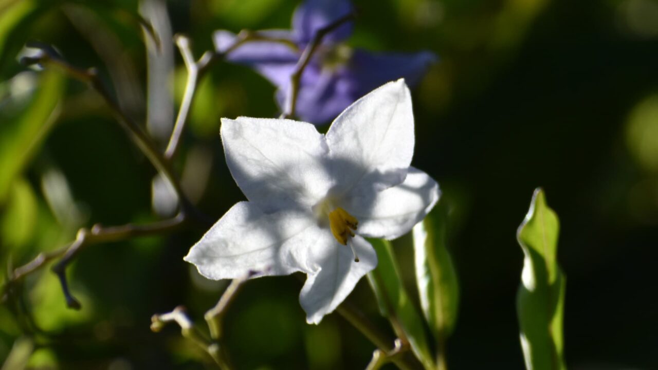下向きのツルハナナスの花（拡大）202006-4