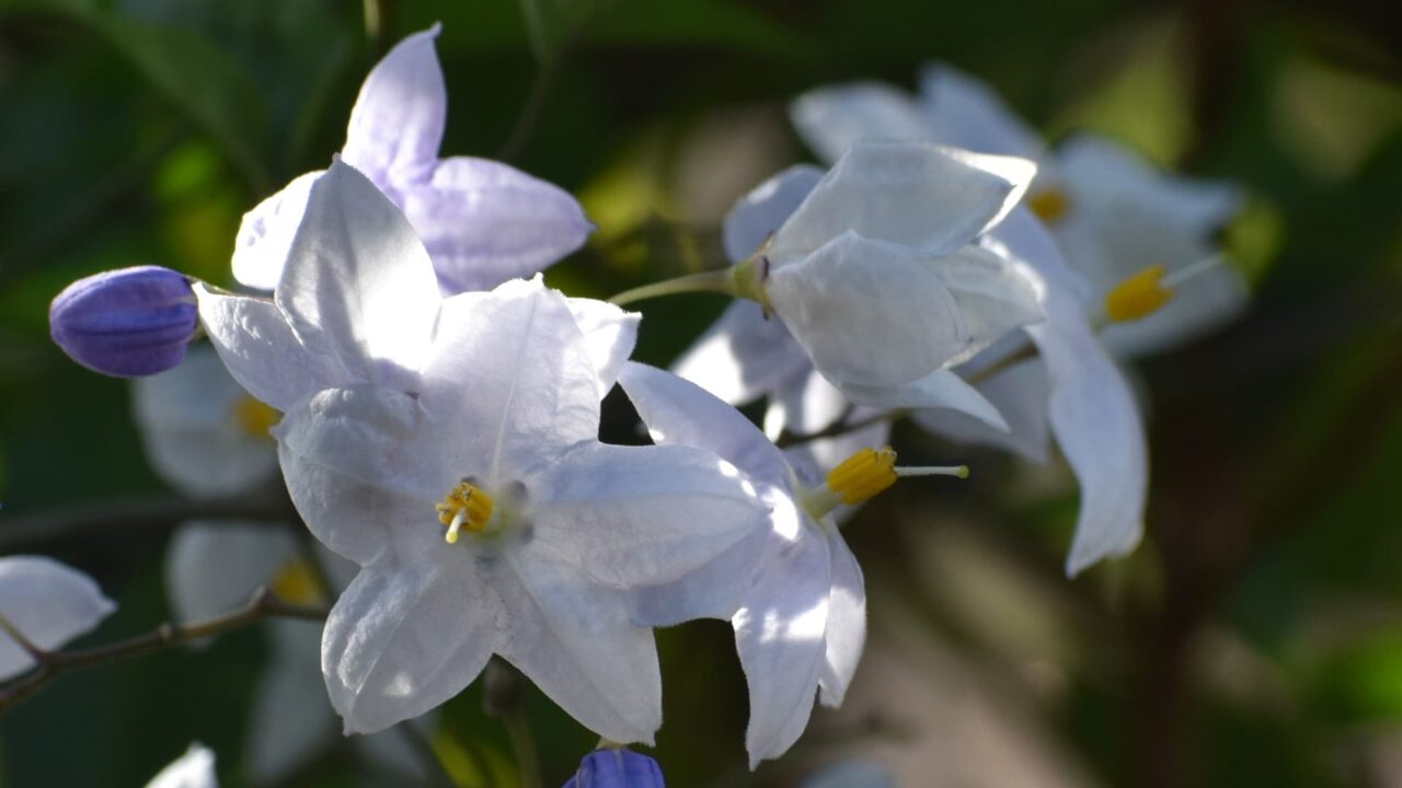 ツルハナナスの花（拡大）202006-5