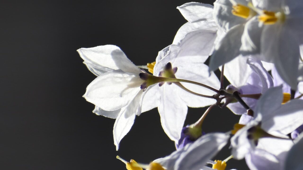 横向きのツルハナナスの花（拡大）202006-6