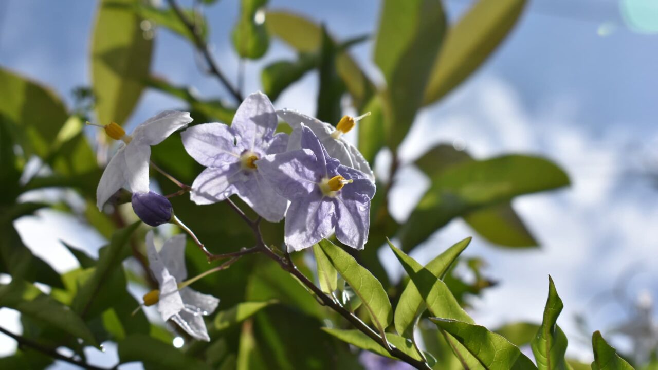 太陽に向かうツルハナナス202008