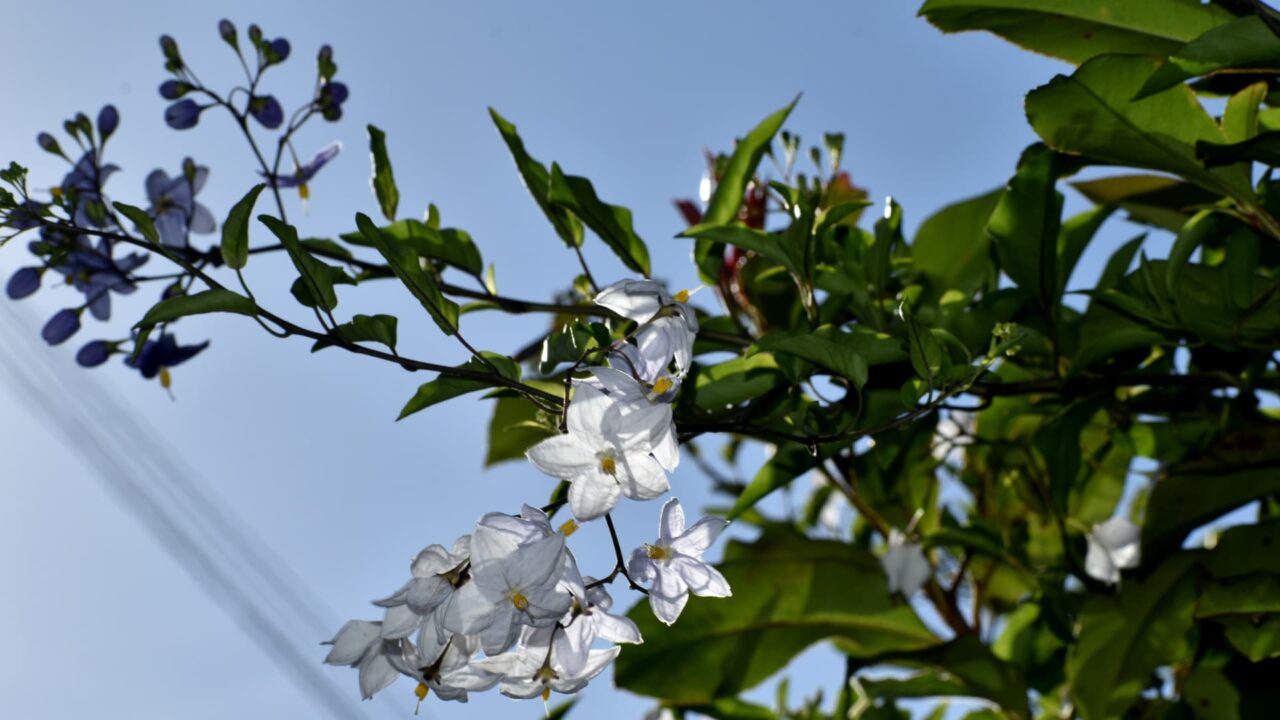 空に向かうツルハナナスの蔓202008