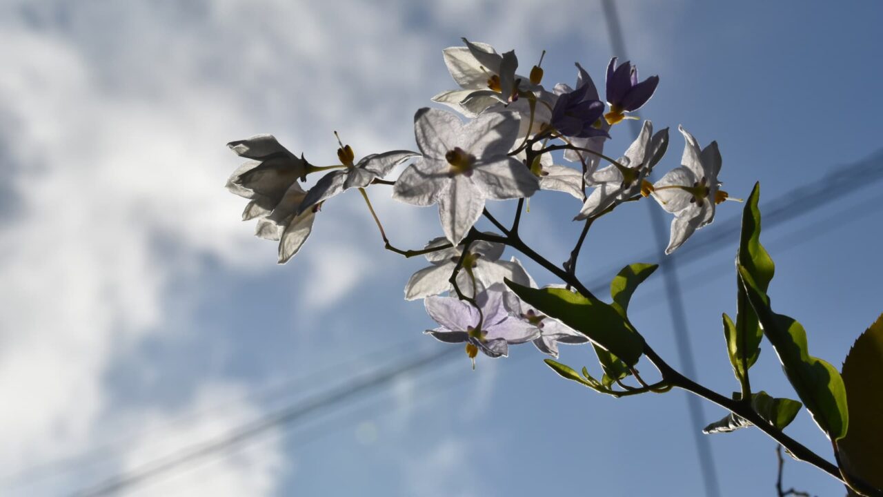 空に向かうツルハナナスの花房202008