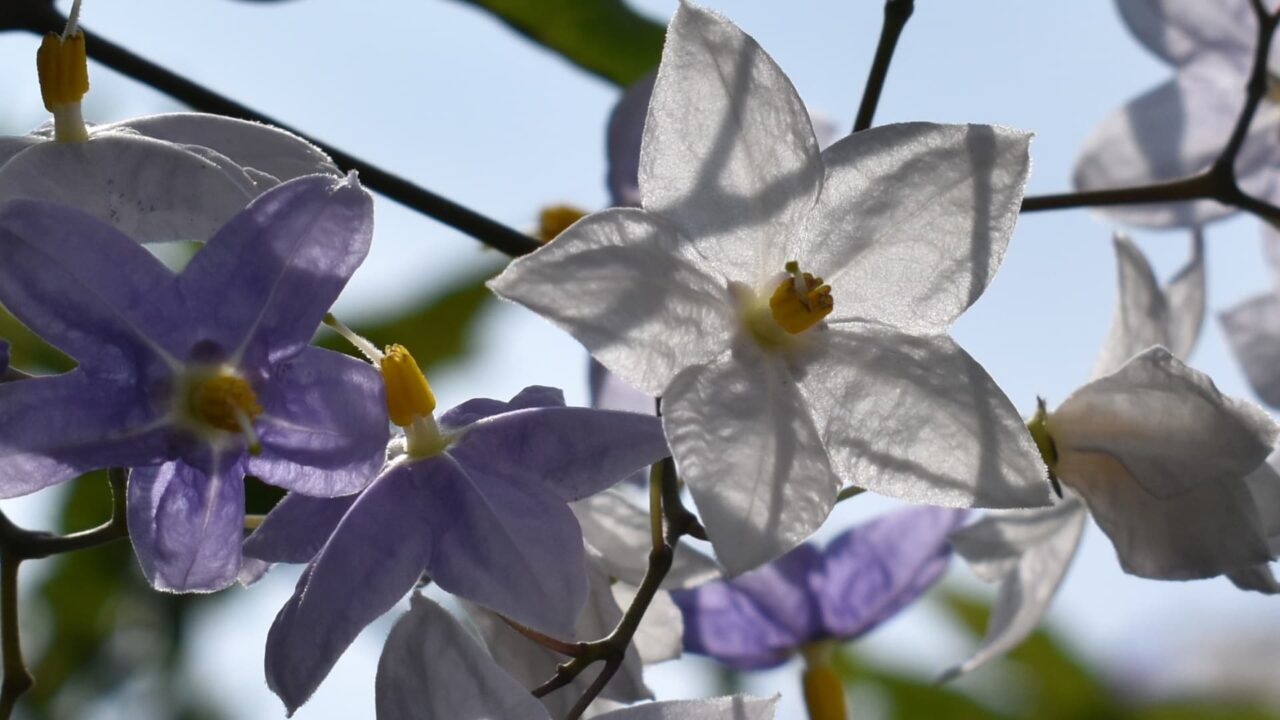迎え入れるようなツルハナナスの花202008