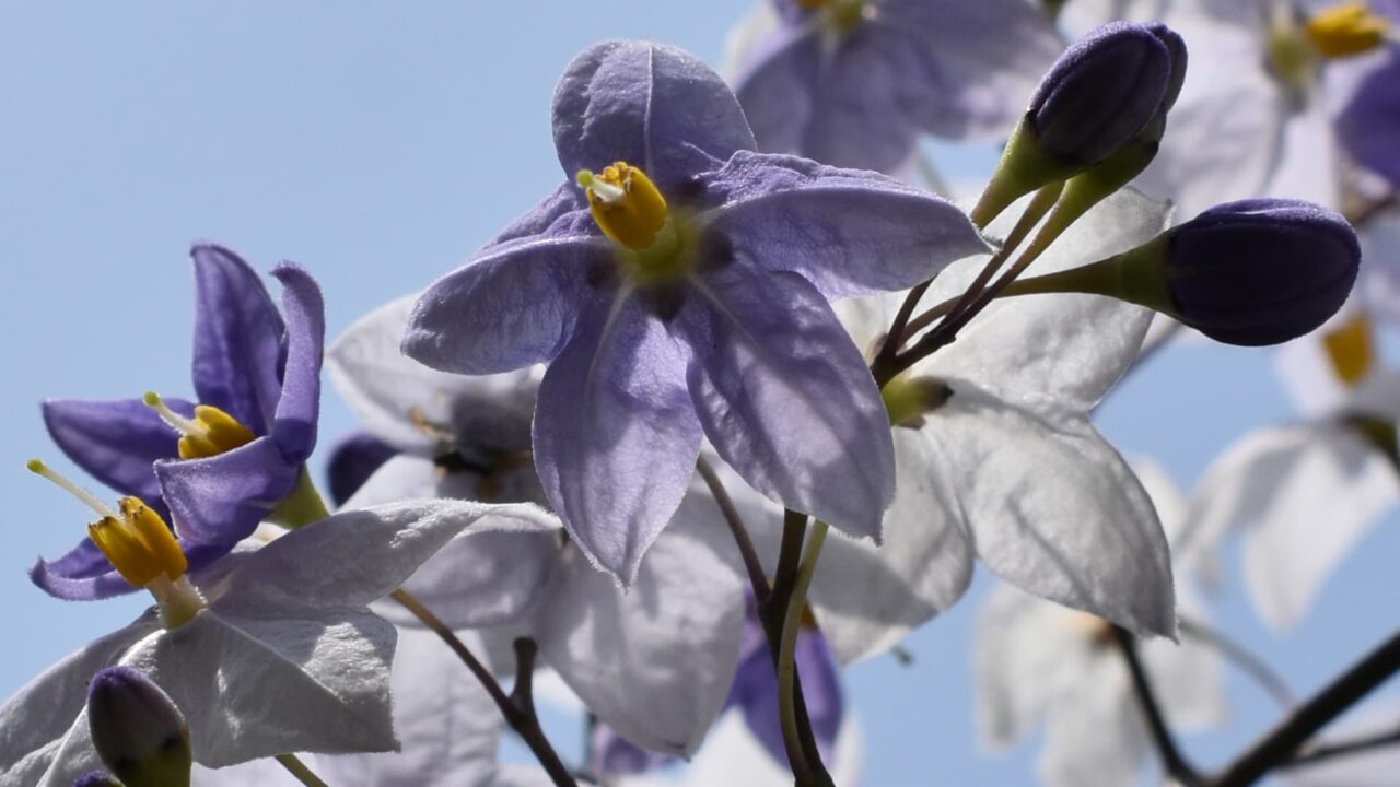 迎え撃つかのようなツルハナナスの花202008