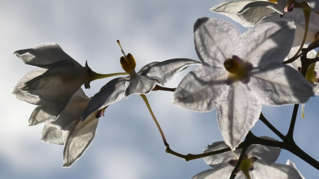 ツルハナナス横向き拡大（曇り空）202008