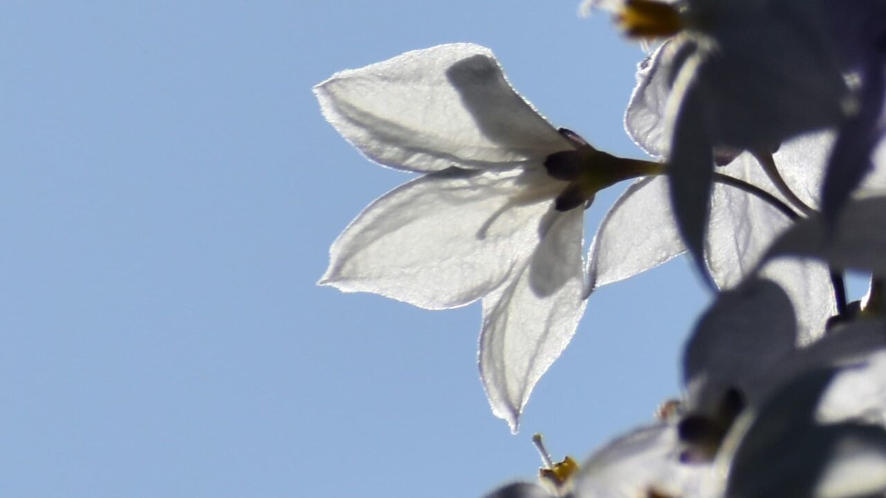 ツルハナナス横向き拡大202008