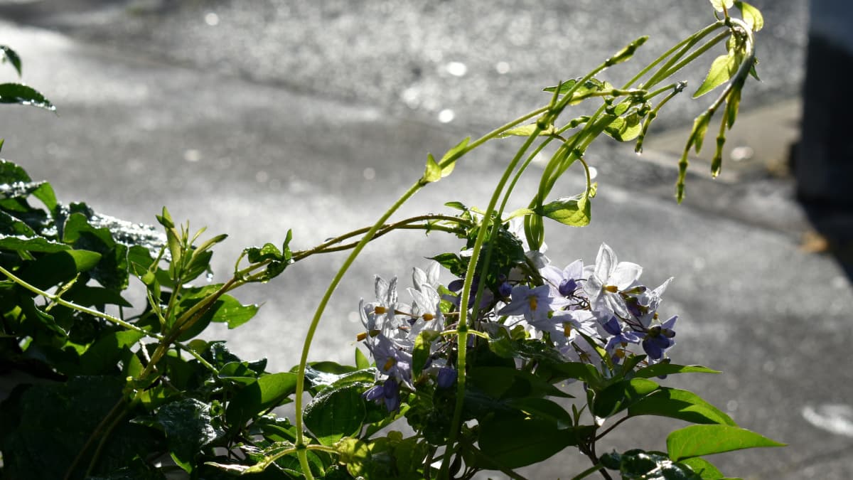 雨雫のツルハナナスの花2020（キャッチ画像）