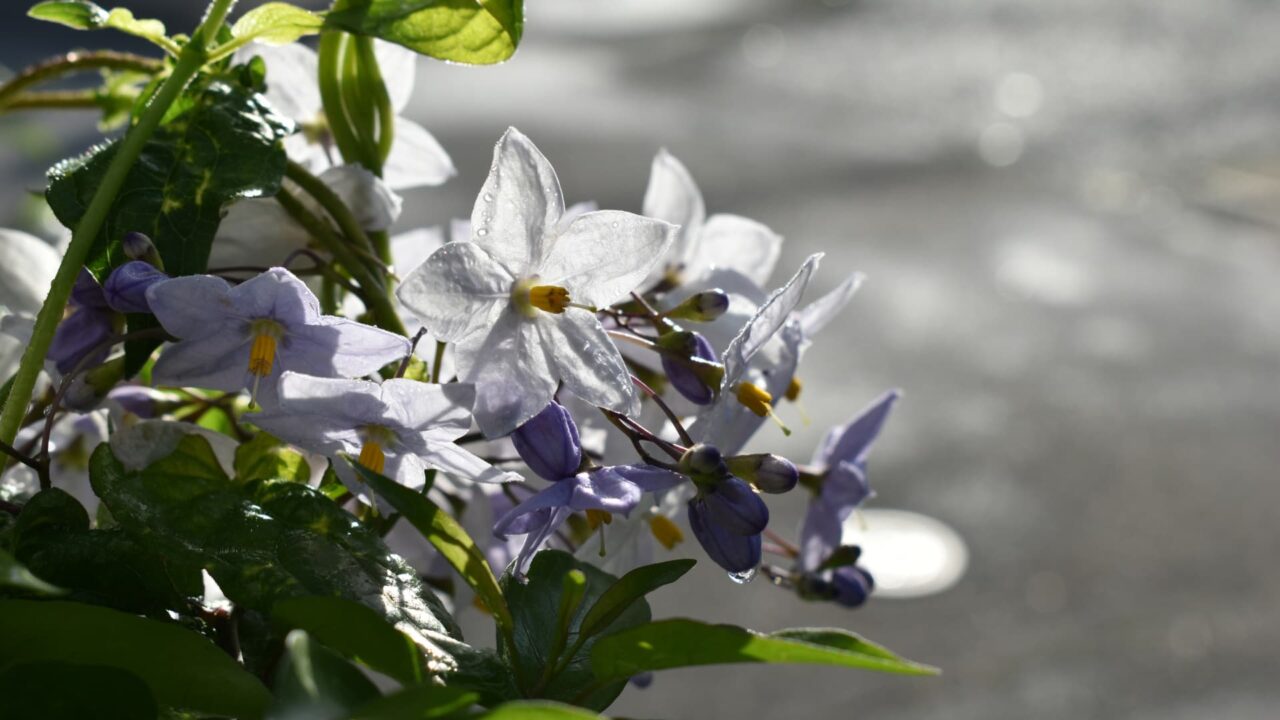 雨雫のツルハナナスの花2020-2