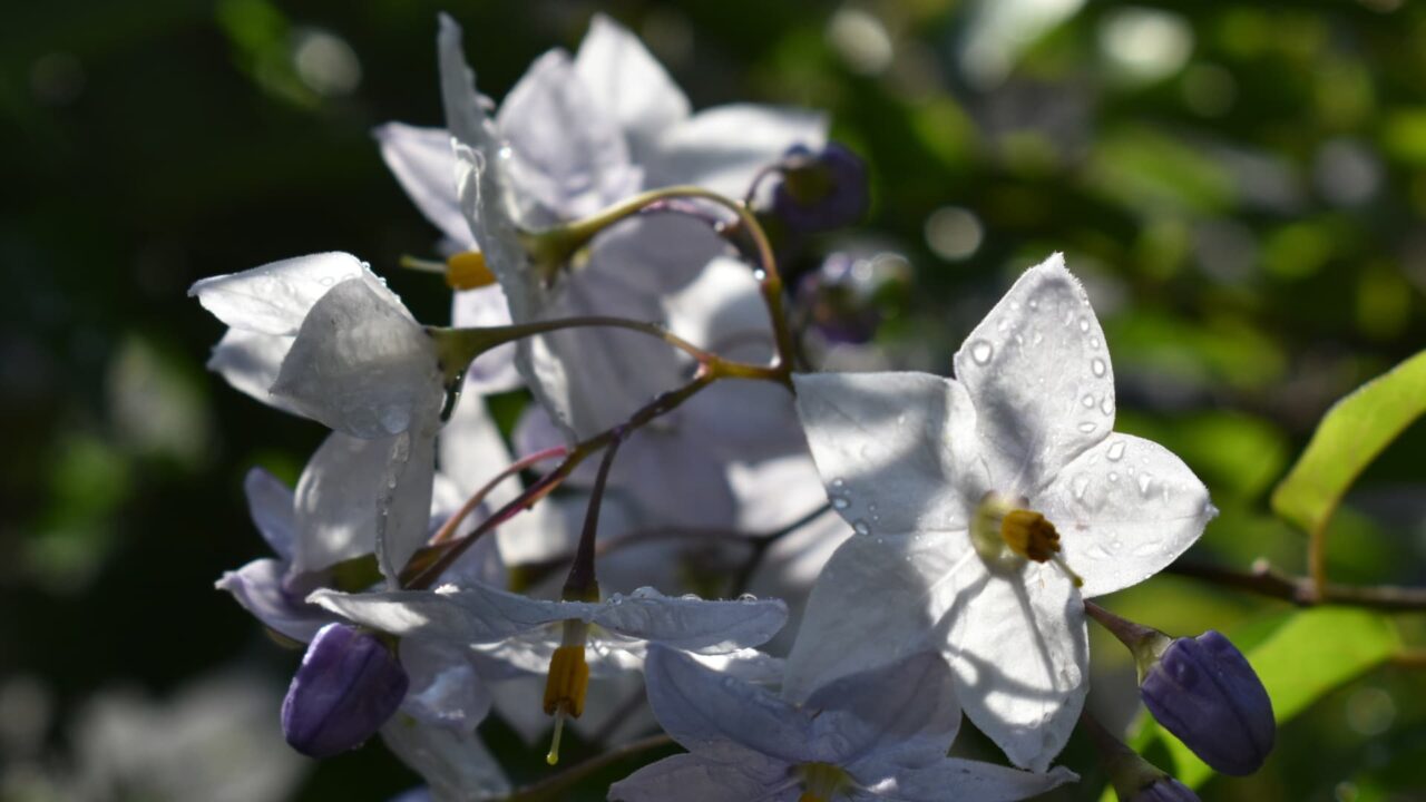 雨雫のツルハナナスの花2020-3