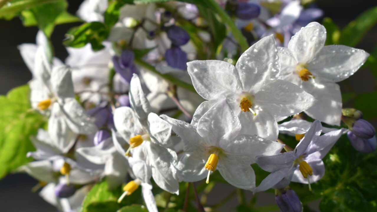 雨雫の残るツルハナナスの花2020-4