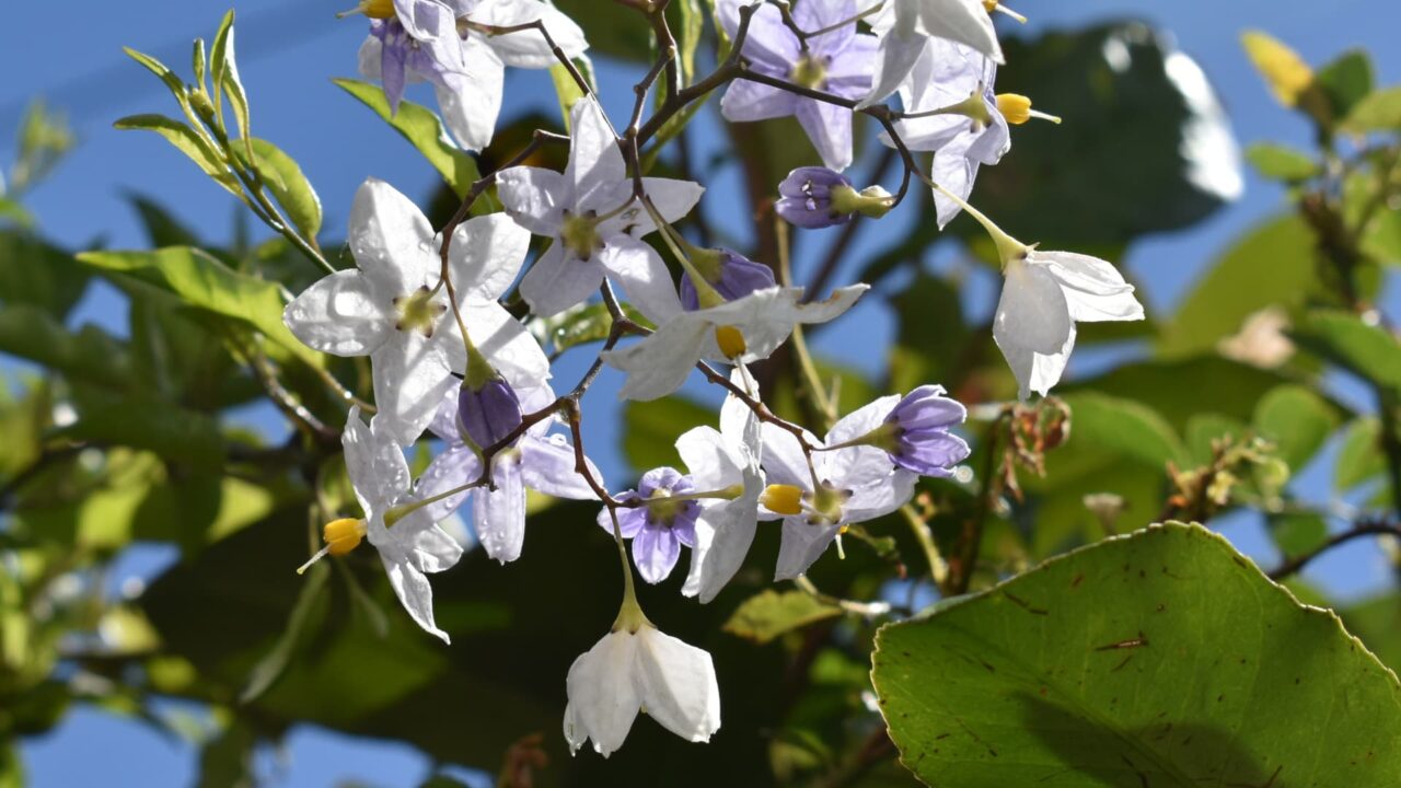 青空の下雨雫の残るツルハナナスの花2020-5