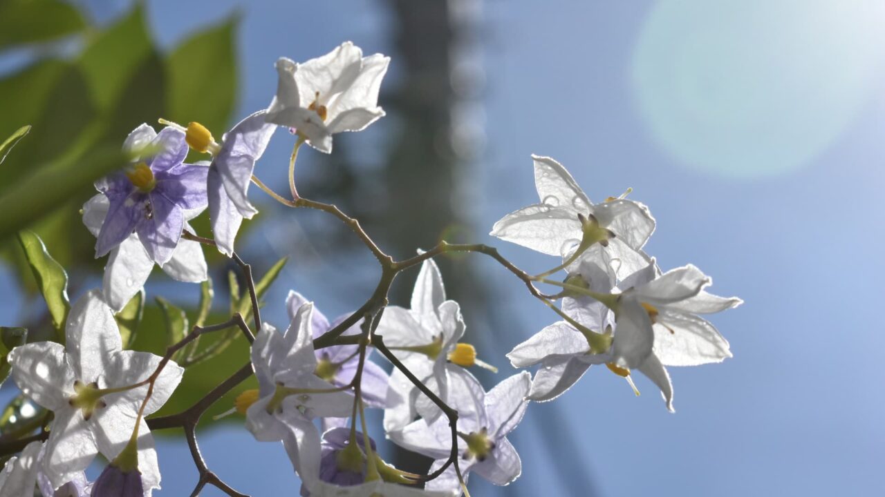 青空の下雨雫の残るツルハナナスの花2020-6