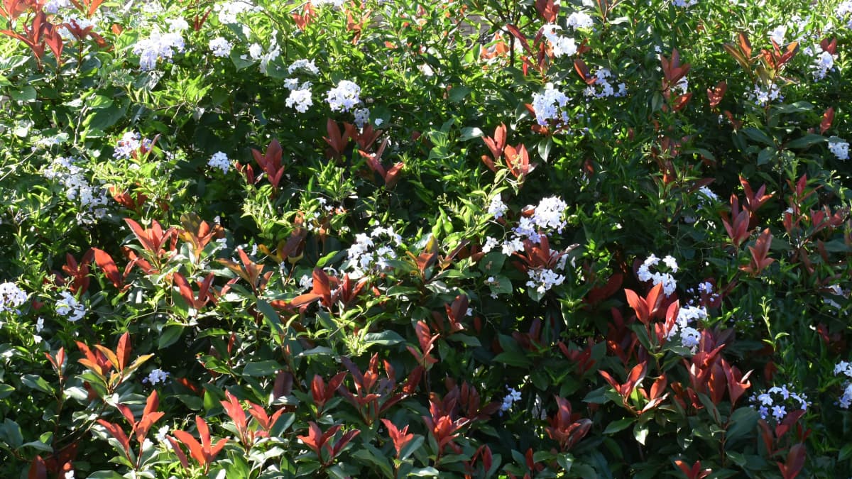 レッドロビン上のツルハナナス７月1