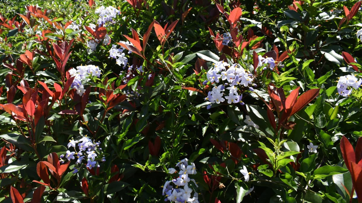 レッドロビン上のツルハナナス７月2