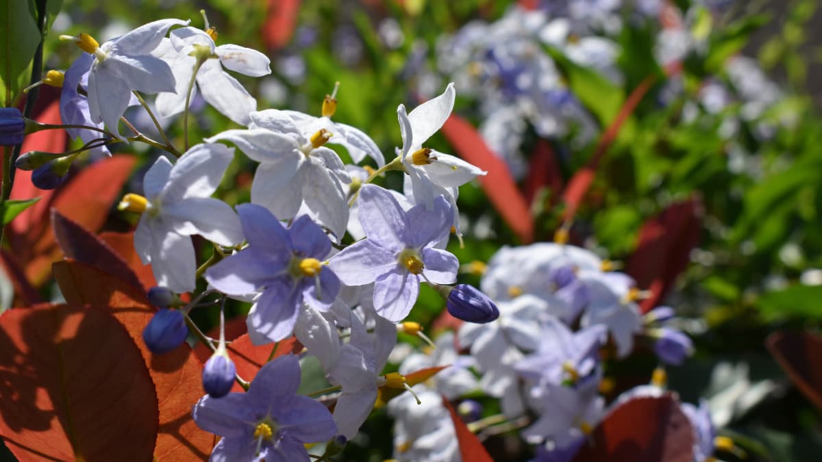 レッドロビン上のツルハナナス７月3