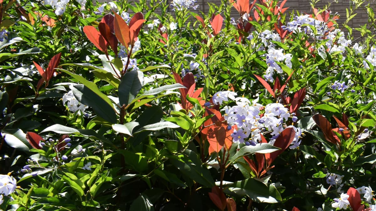 レッドロビンとツルハナナス20210717-4