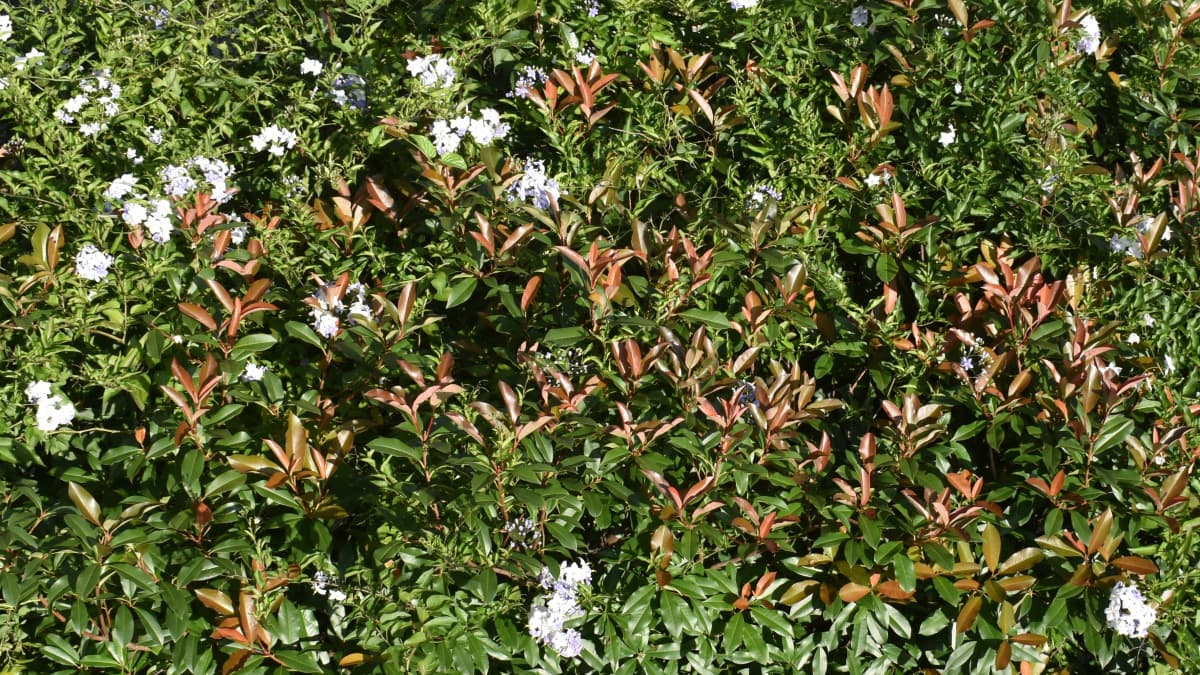 レッドロビン20210725