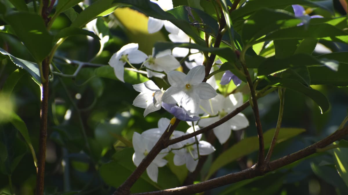 レッドロビン上のツルハナナス20210805-1