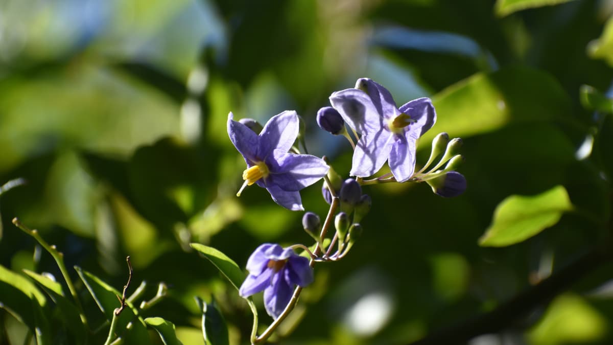 レッドロビン上のツルハナナス20210805-2