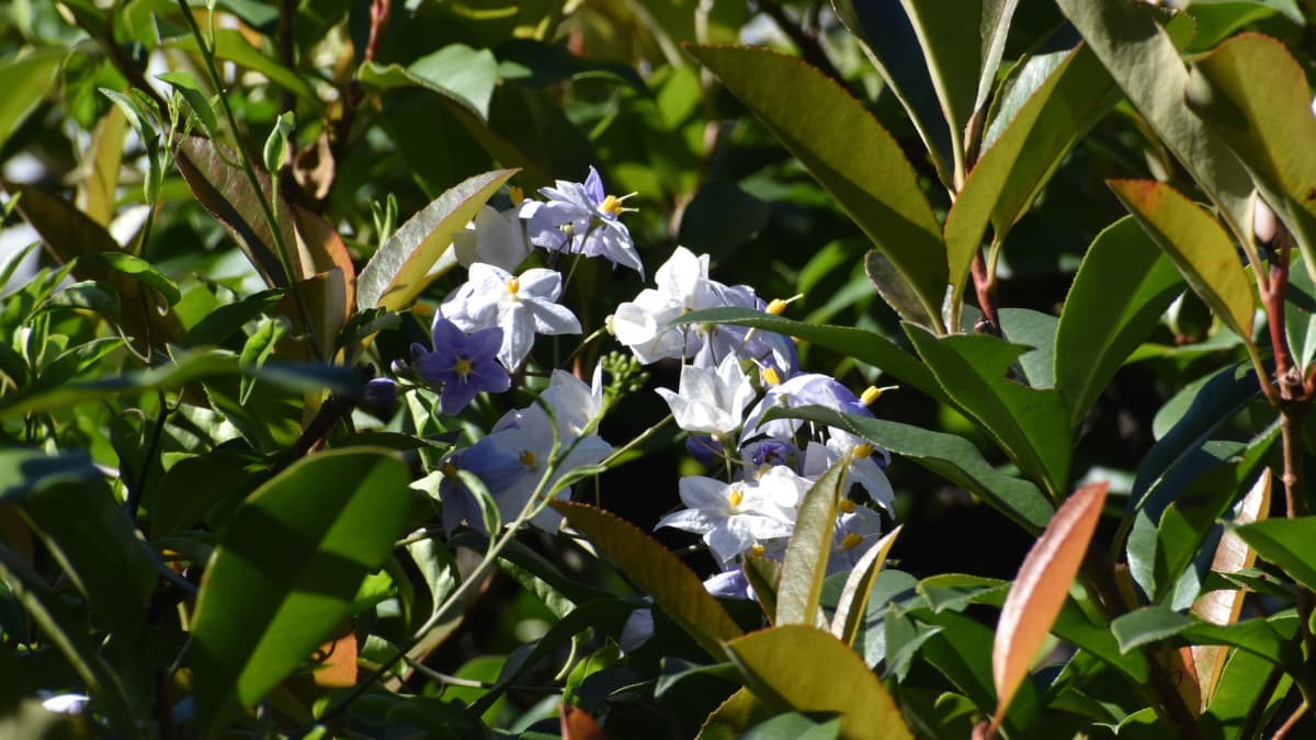 レッドロビン上のツルハナナス20210805-3