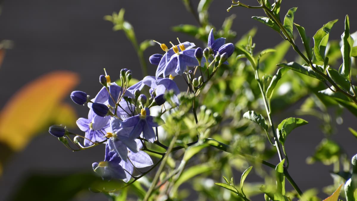 レッドロビン上のツルハナナス20210805-4