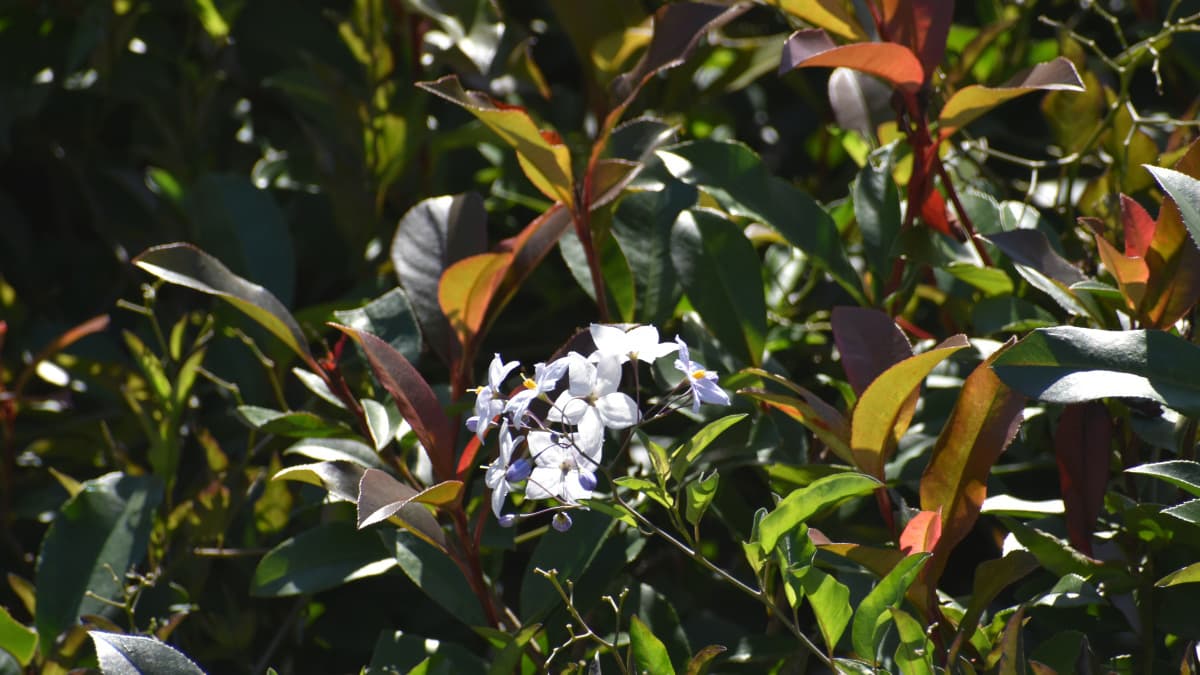 レッドロビン第４次新葉とツルハナナス