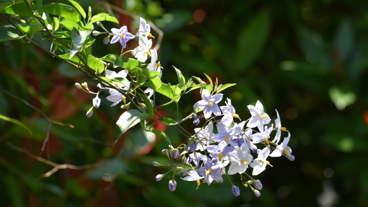 レッドロビンにかかるツルハナナス20220529