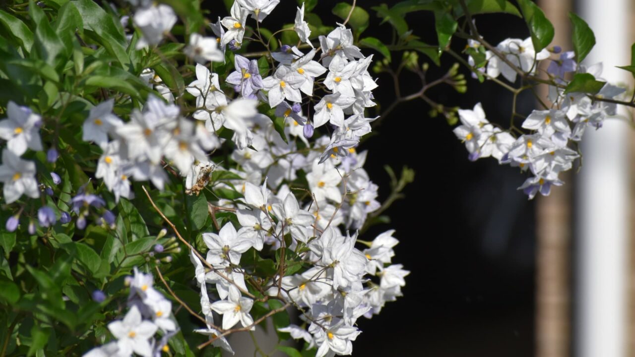 レッドロビンにかかるツルハナナス20220612
