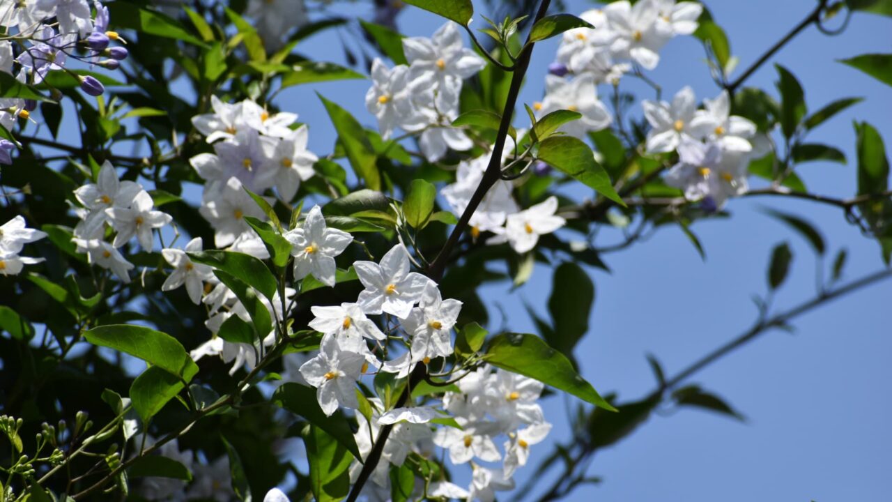 レッドロビンにかかるツルハナナス20220613