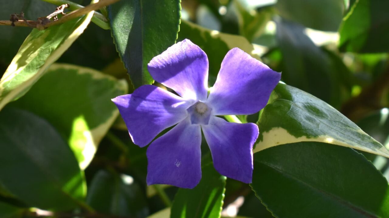 ツルニチニチソウの美しい青紫の花弁20210414