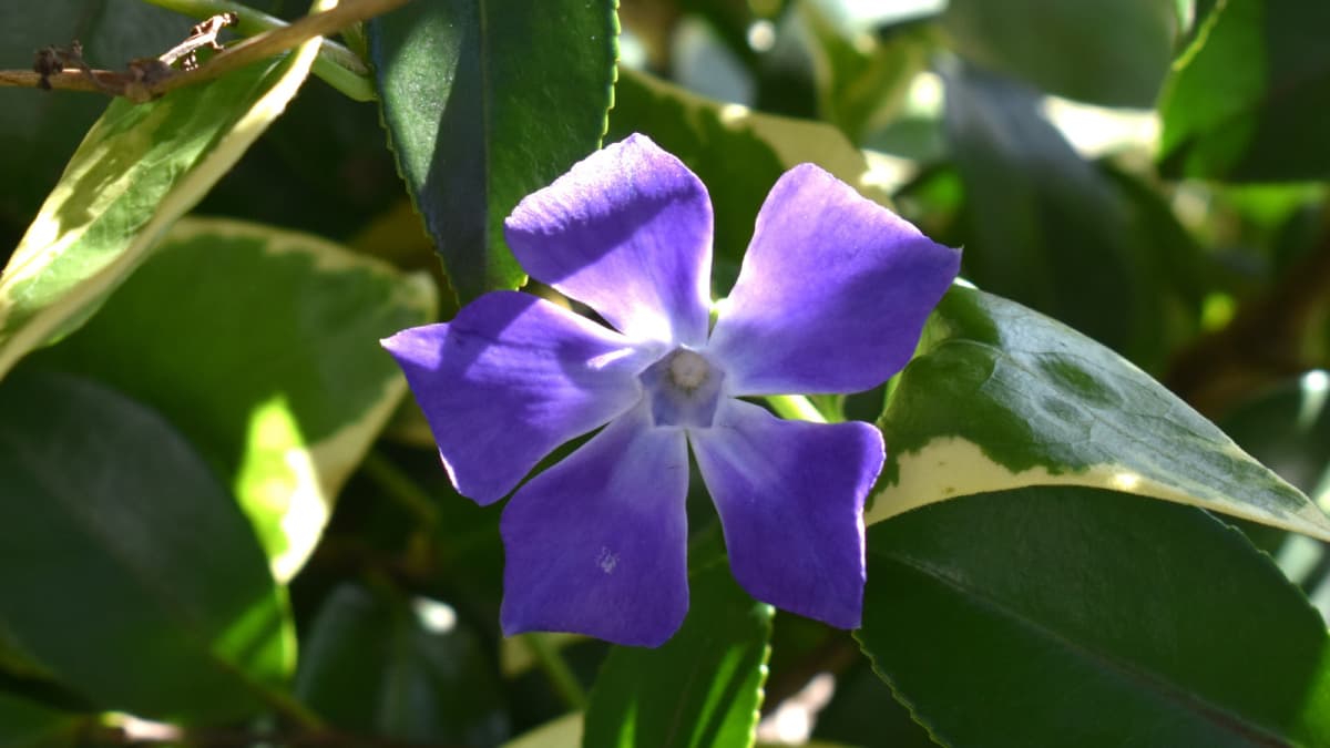 ツルニチニチソウの美しい青紫の花弁20210414（キャッチ画像）