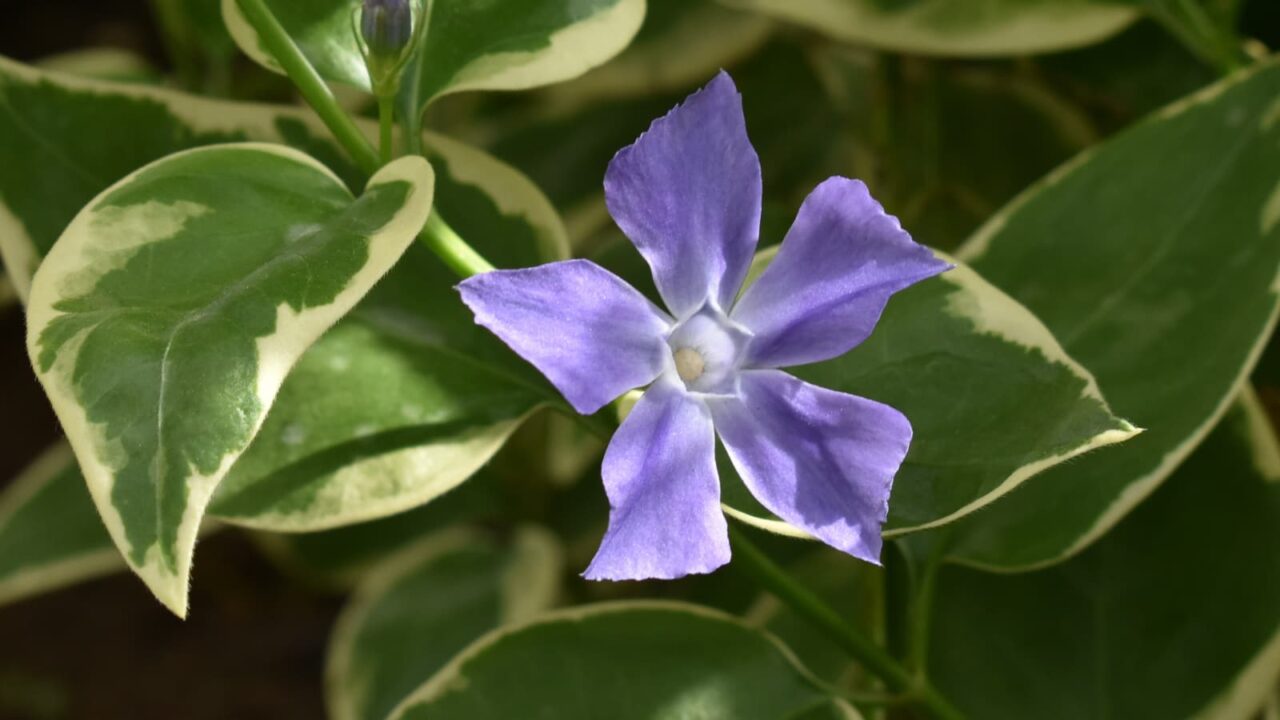 ツルニチニチソウ20210404