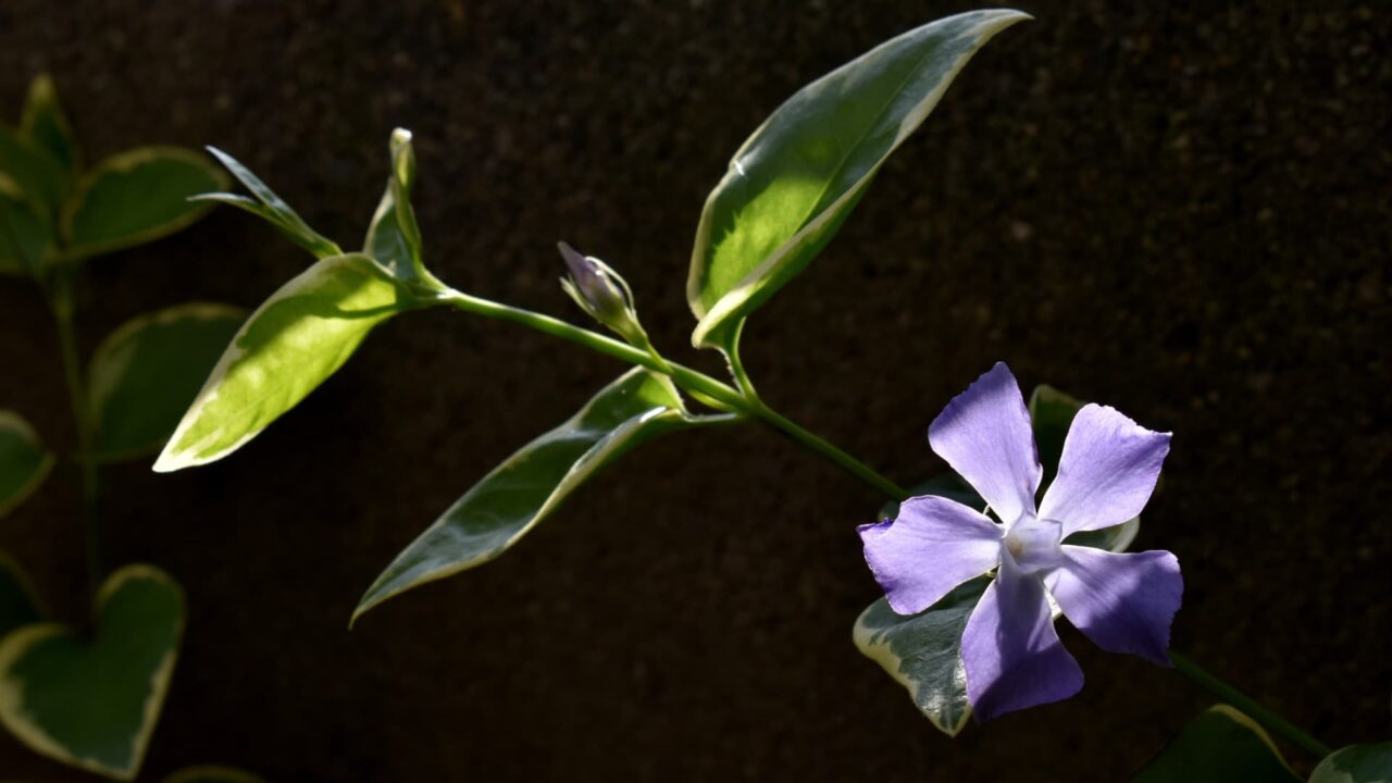 光に透き通るツルニチニチソウ20210412-1